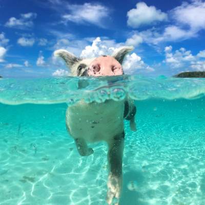 free bahamas trip